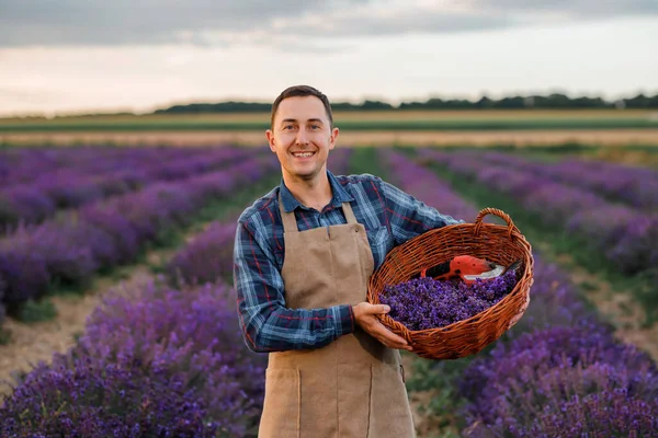 Professional man worker in uniform holding basket with cut Bunches of Lavender and Scissors on a Lavender Field. Harvesting Lavander Concept