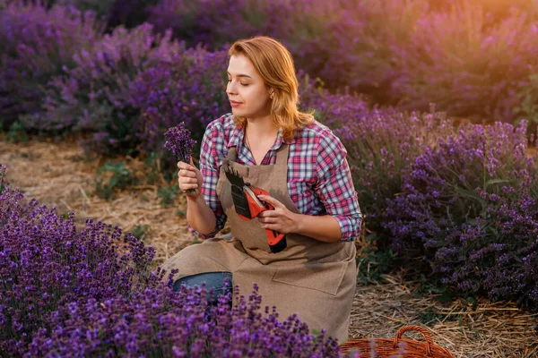 Professional Woman Worker Uniform Cutting Bunches Lavender Scissors Lavender Field — Zdjęcie stockowe