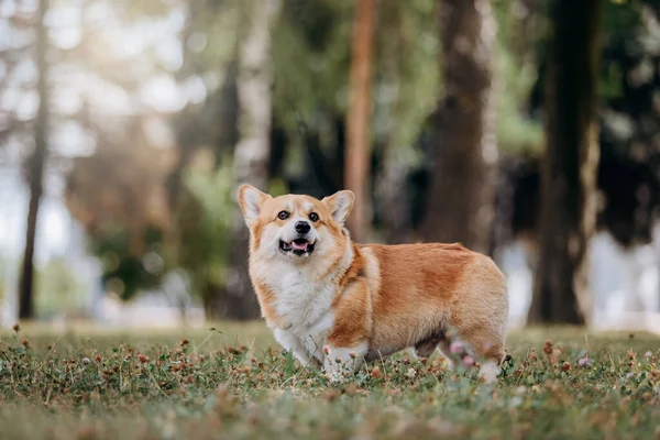 Очаровательная Взрослая Собака Валлийский Корги Пемброк Гуляет Летнем Городском Парке — стоковое фото