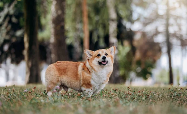 Adorable Adult Dog Welsh Corgi Pembroke Walking Summer City Park — Stock Fotó