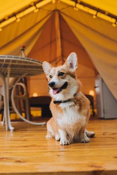 Welsh Corgi Pembroke Dog Have Rest Background Cozy Glamping — Stok fotoğraf