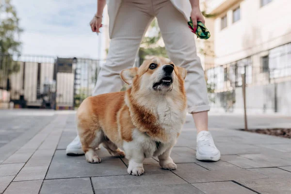 Adorable Dog Welsh Corgi Pembroke Walking Street Owner — Foto de Stock