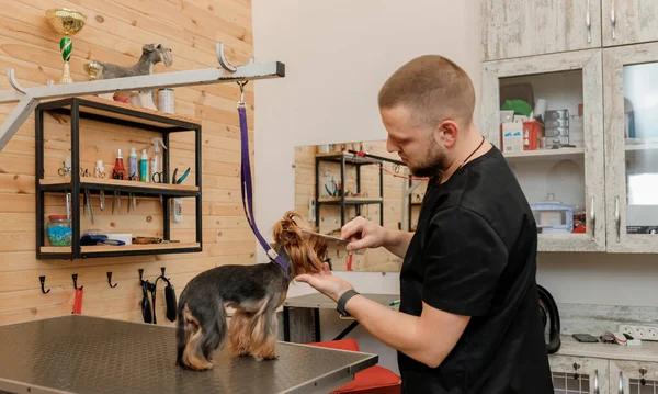 Male groomer brushing hair of Yorkshire terrier dog hair with comb after bathing at grooming salon. Woman pet hairdresser doing hairstyle in veterinary spa clinic