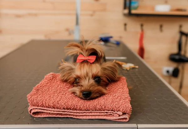 Beautiful Yorkshire Terrier Dog on the grooming table ready after a haircut from professional groomer