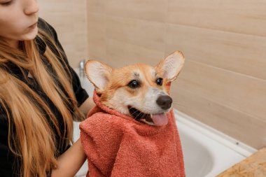 Profesyonel bir tımar ustası, banyo yaptıktan sonra havluyla dikkatlice siliyor. Welsh Corgi Pembroke köpeğini banyoya tıkıştırmadan önce.