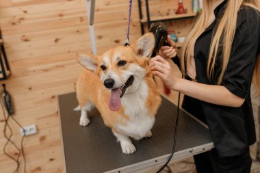Close up of professional female pet groomer dry Welsh Corgi Pembroke dog fur with a hair dryer after washing in beautician salon. Grooming concept