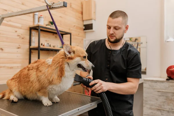 Professional male pet groomer dry Welsh Corgi Pembroke dog fur with a hair dryer after washing in beautician salon. Grooming concept