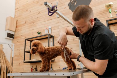 Profesyonel erkek kuaför profesyonel ekipmanlarla kuaför kuaföründe fino köpeğini kesiyor. 