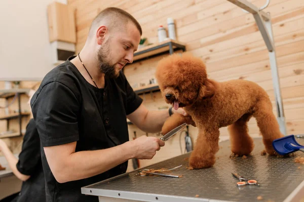 Professional Male Groomer Making Haircut Poodle Teacup Dog Grooming Salon — ストック写真