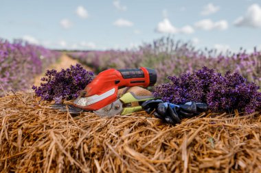 A bunch of cut lavender in a wicker basket and pruning shear against a backdrop of flowering lavender fields. Lavander Harvesting concept