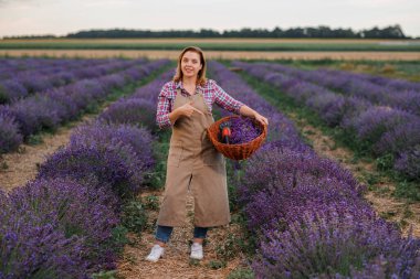 Lavanta tarlasında kesilmiş makas ve lavanta demetleriyle dolu sepeti tutan profesyonel kadın işçi. Lavander Kavramının Hasadı