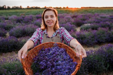 Lavanta tarlasında kesilmiş lavanta demetleri ve şifalı çiçek aromalı üniformalı profesyonel kadın sepeti. Lavander Kavramının Hasadı