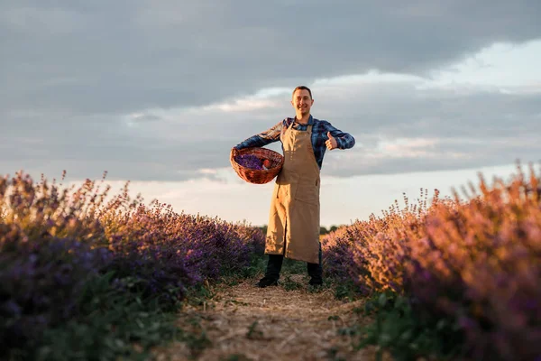 Professional man worker in uniform holding basket with cut Bunches of Lavender and Scissors on a Lavender Field. Harvesting Lavander Concept