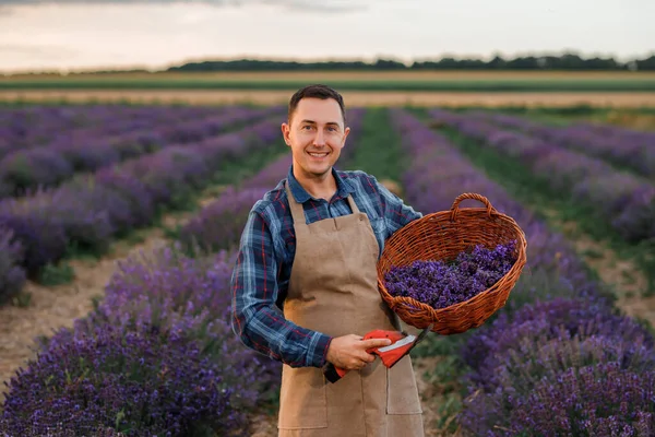 Professional man worker in uniform holding basket with cut Bunches of Lavender and Scissors on a Lavender Field. Harvesting Lavander Concept