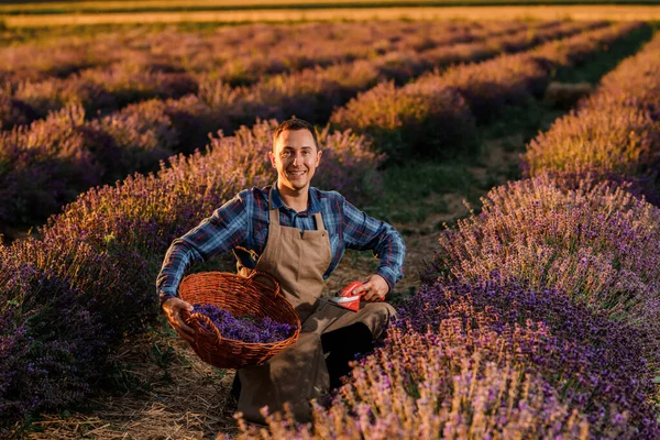 Professional man worker in uniform Cutting Bunches of Lavender with Scissors on a Lavender Field. Harvesting Lavander Concept