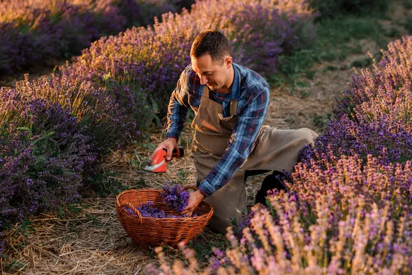Professional man worker in uniform Cutting Bunches of Lavender with Scissors on a Lavender Field. Harvesting Lavander Concept