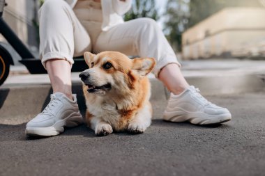 Adorable Welsh Corgi Pembroke Dog on walking in city with his owner