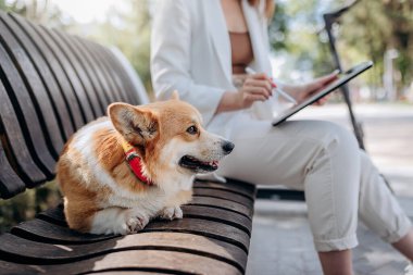Pretty businesswoman in white suit sitting in city parkland with Welsh Corgi Pembroke dog and working on digital tablet with electric scooter on backgroun