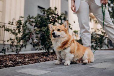 Beautiful Woman wearing white suit and sunglasses walking down the street with Welsh Corgi Pembroke dog