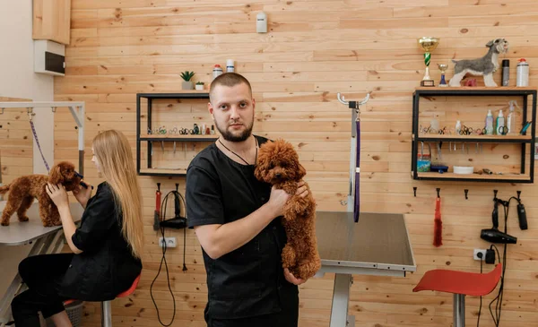 Professional Male Groomer Poodle Teacup Dog His Workplace Grooming Salon — Photo