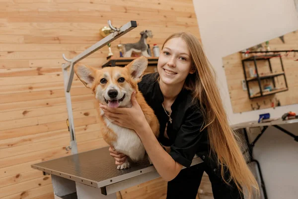 Professional Female Groomer Welsh Corgi Pembroke Dog His Workplace Grooming — Foto Stock