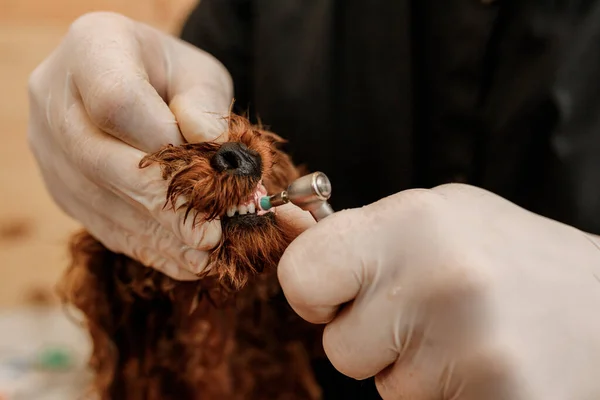 Professional Man Veterinarian Dentist Doing Procedure Professional Teeth Cleaning Dog — Φωτογραφία Αρχείου