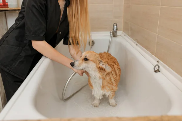 Professional Skilled Groomer Carefully Wash Funny Welsh Corgi Pembroke Dog — Foto Stock