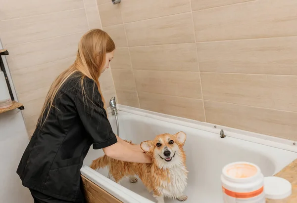 Groomer Profesional Yang Terampil Dengan Hati Hati Mencuci Anjing Corgi — Stok Foto
