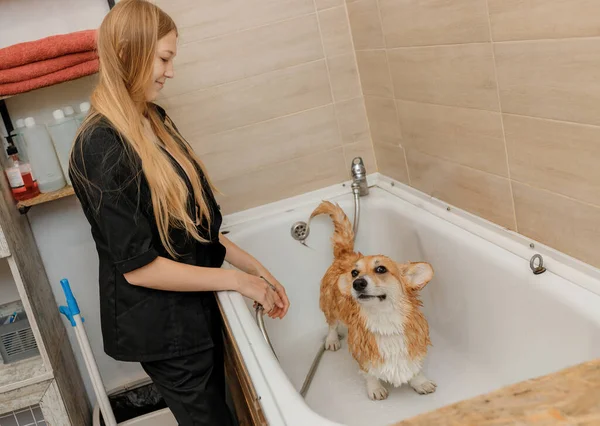 Groomer Profesional Yang Terampil Dengan Hati Hati Mencuci Anjing Corgi — Stok Foto