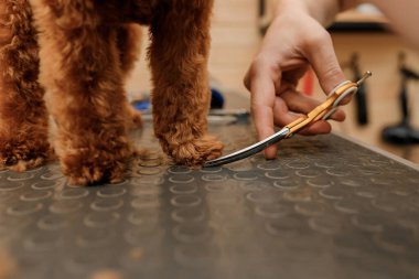 Profesyonel bir erkek kuaförün, profesyonel ekipmanlarla kuaför kuaföründe kuaför kuaförünün saçını kesmesi.