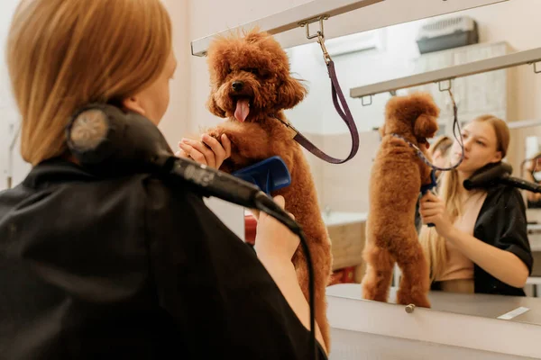 Peluquería Profesional Para Mascotas Secar Taza Piel Perro Caniche Con —  Fotos de Stock