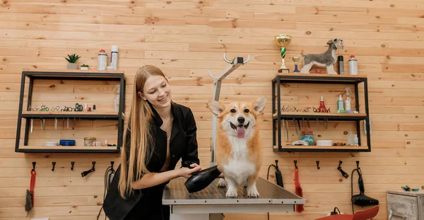 Profesyonel Kadın Kuaför Corgi Pembroke Köpek Kürkü Kuaför Salonunda Yıkandıktan — Stok fotoğraf