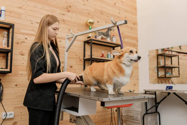 Professzionális Női Háziállat Ápoló Száraz Walesi Corgi Pembroke Kutya Szőrme — Stock Fotó