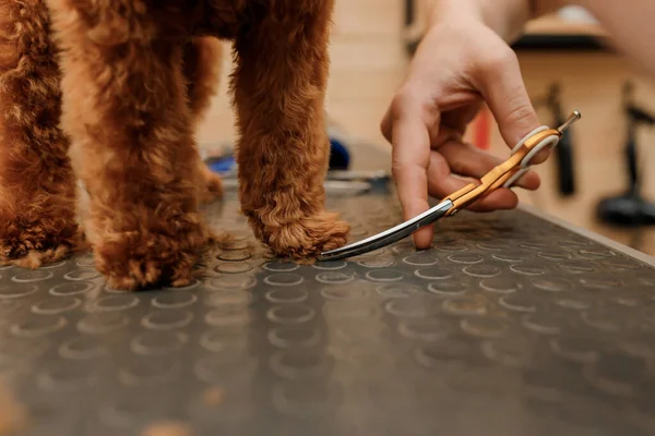 Close Professional Male Groomer Making Haircut Poodle Teacup Dog Grooming — Stockfoto