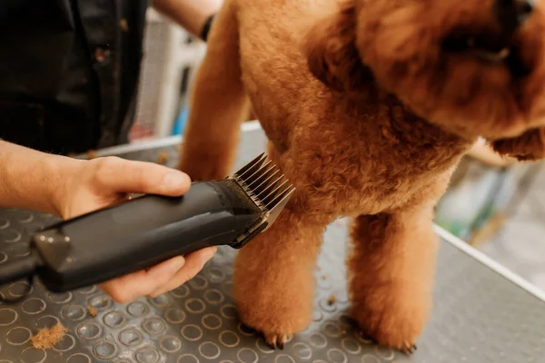 Professional Male Groomer Making Haircut Poodle Teacup Dog Grooming Salon — Stok fotoğraf