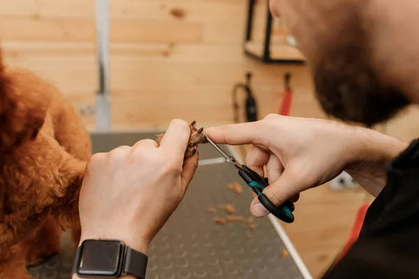 Primer Plano Del Peluquero Masculino Profesional Haciendo Corte Pelo Perro —  Fotos de Stock