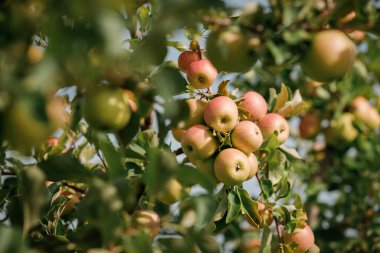 Bahçedeki bir dalda sonbaharda hasat için hazır bir sürü renkli olgun elma var. Elma bahçesi