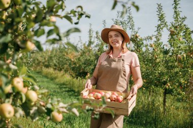 Mutlu gülen dişi çiftçi mahsulü, güz hasadı sırasında meyve bahçesinden taze olgun elmalar topluyor. Hasat zamanı.