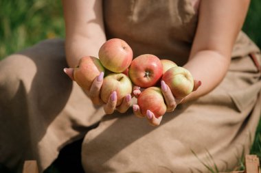 Sonbahar hasadı sırasında meyve bahçesinde taze elma toplayan çiftçi kadın elleri yakın plan. Hasat zamanı.