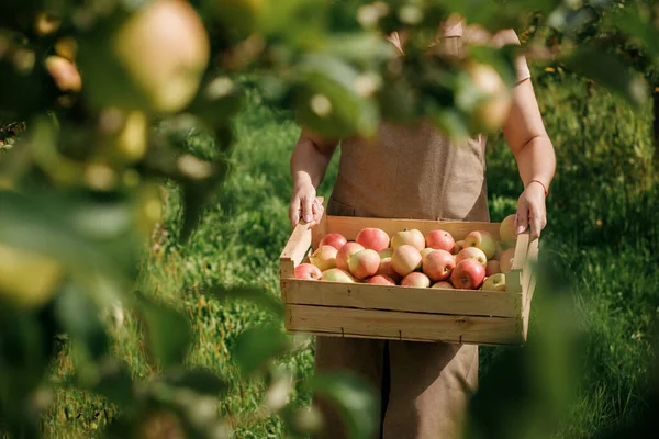 秋收期间 女务工人员手牵手 在果园花园采摘新鲜成熟的苹果 收获时间 — 图库照片