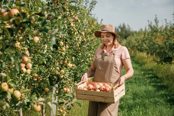 秋天收获时 农民女工在果园里采摘新鲜成熟的苹果 她笑得很开心 收获时间 — 图库照片