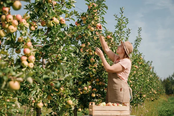 과수원에서 사과를 수확하면서 미소짓는 복하게 미소를 짓는다 — 스톡 사진