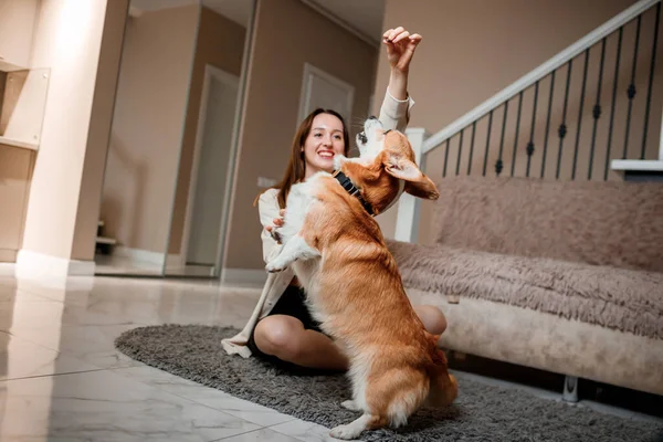 Çekici Kız Evde Corgi Dog Sarılıp Oynuyor Galli Corgi Pembroke — Stok fotoğraf