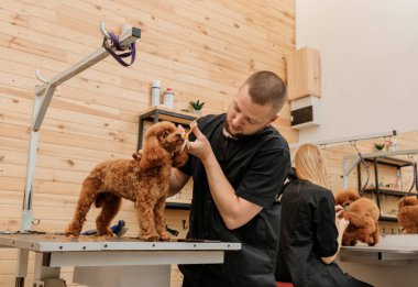 Professional male groomer making haircut of poodle teacup dog at grooming salon with professional equipment 