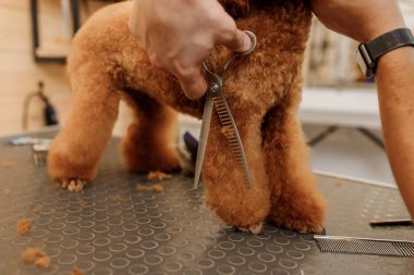 Close up of professional male groomer making haircut of poodle teacup dog at grooming salon with professional equipment 