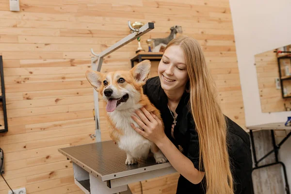 Professional Female Groomer Welsh Corgi Pembroke Dog His Workplace Grooming — Foto Stock