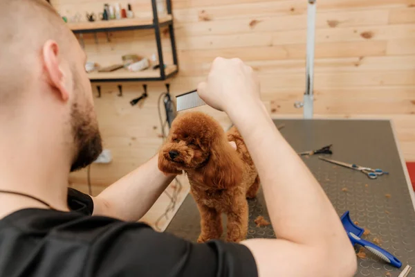 Επαγγελματική Αρσενικό Groomer Κάνει Κούρεμα Του Σκύλου Pooodle Teacup Στο — Φωτογραφία Αρχείου