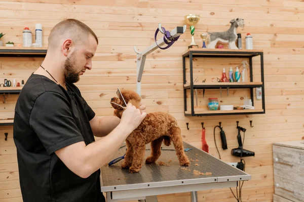 Professional Male Groomer Making Haircut Poodle Teacup Dog Grooming Salon — Foto Stock