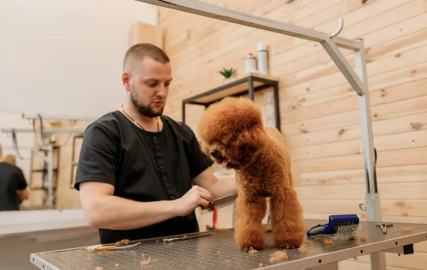Professional Male Groomer Making Haircut Poodle Teacup Dog Grooming Salon — Stock Fotó