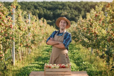 Mutlu gülümseyen erkek çiftçi, sonbahar hasadı sırasında meyve bahçesinden taze olgun elmalar topluyor. Hasat zamanı.